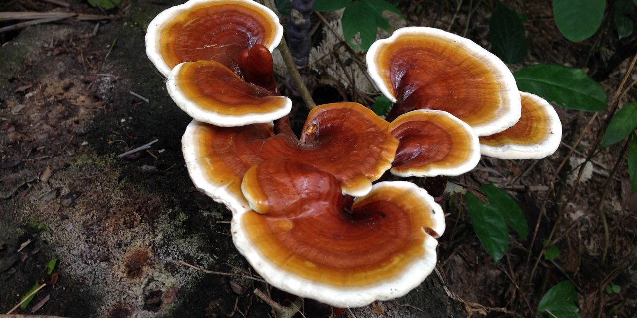 Il Reishi – Daniela Di Leo Naturopata